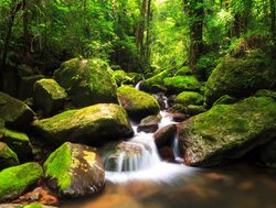 20210511004629 Masoala National Park rainforest stream